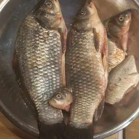 Dezsa-vue Vendeghaz *