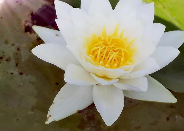 Dezsa-vue Vendeghaz * Sarud