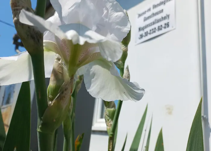 Dezsa-vue Vendeghaz *